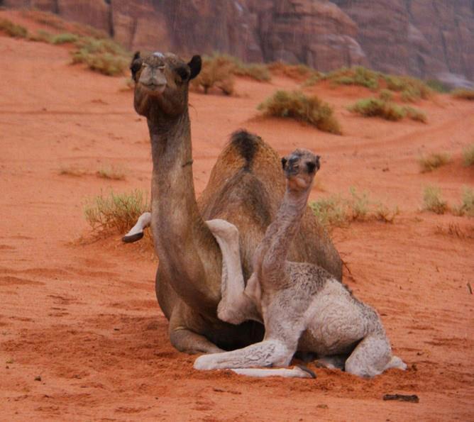 Photo of Others in Wadi Rum
