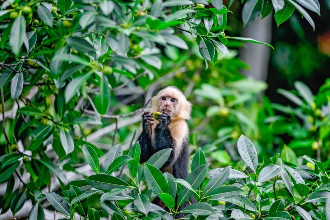 Photo of Others in Jaco