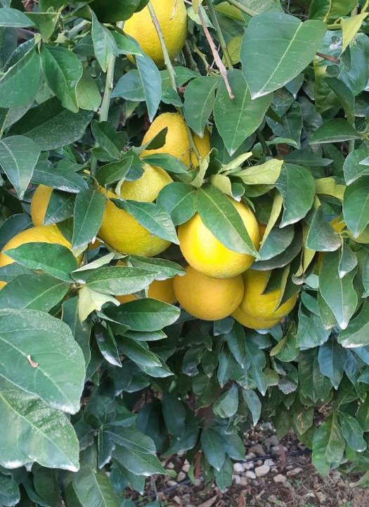 Photo of Outdoor in Kfar Vradim