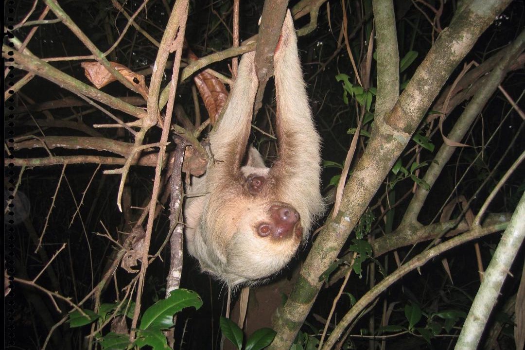 Photo of Others in Puerto Jimenez