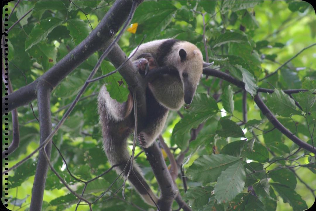 Photo of Others in Puerto Jimenez