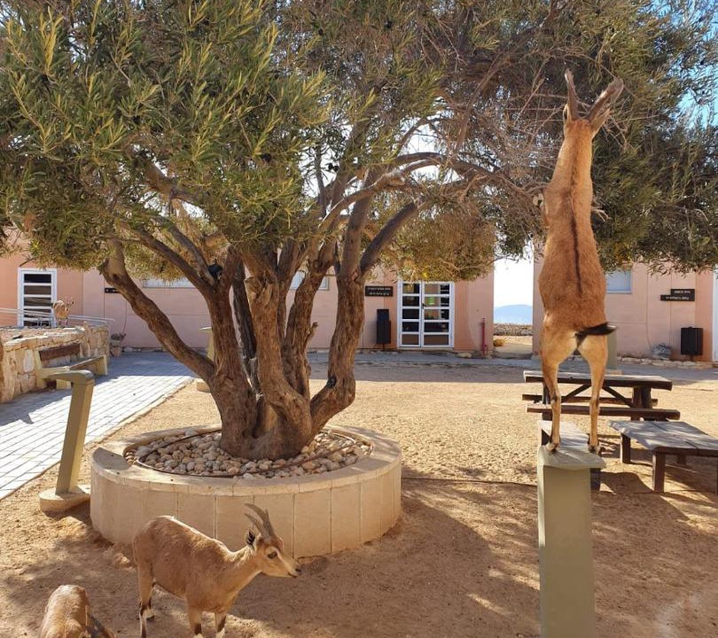 Photo of Others in Mitzpe Ramon