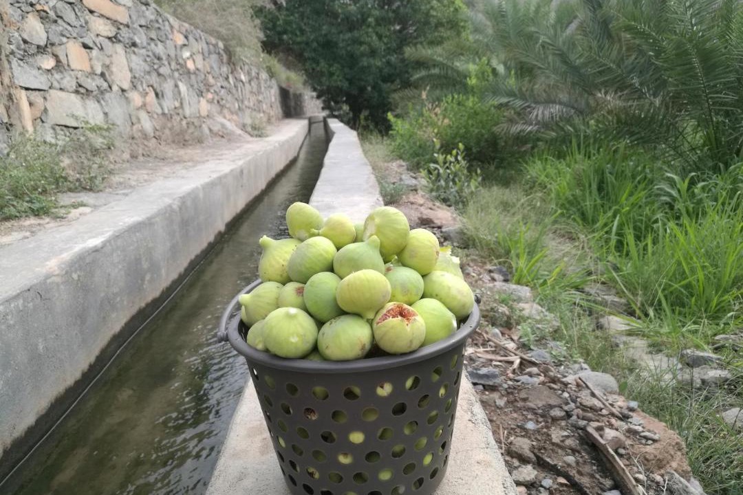 Photo of Others in Al Hamra