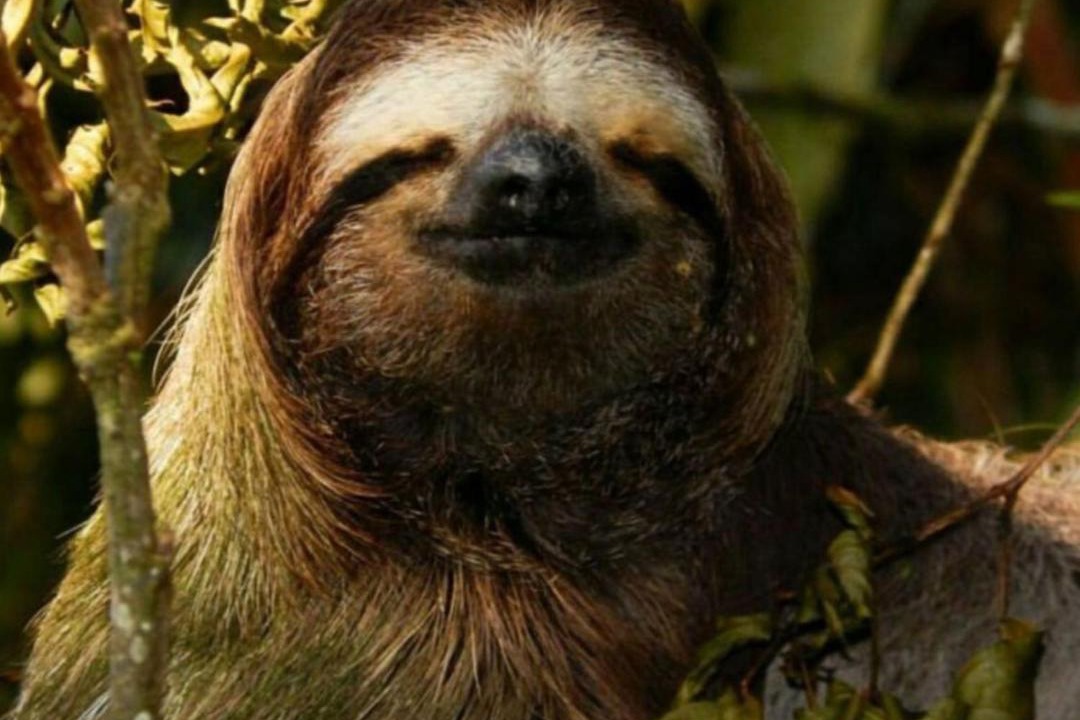 Photo of Others in Cahuita