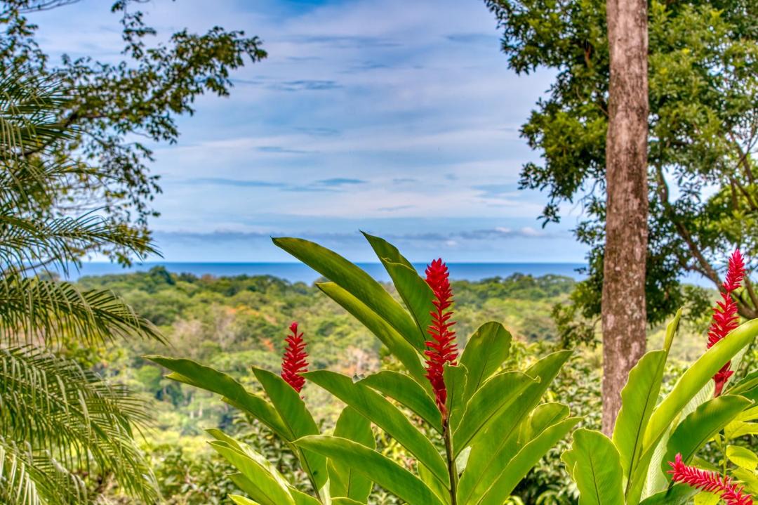 Photo of Others in Cahuita