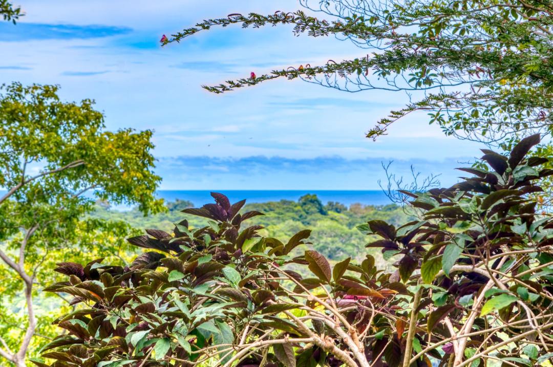 Photo of Others in Cahuita
