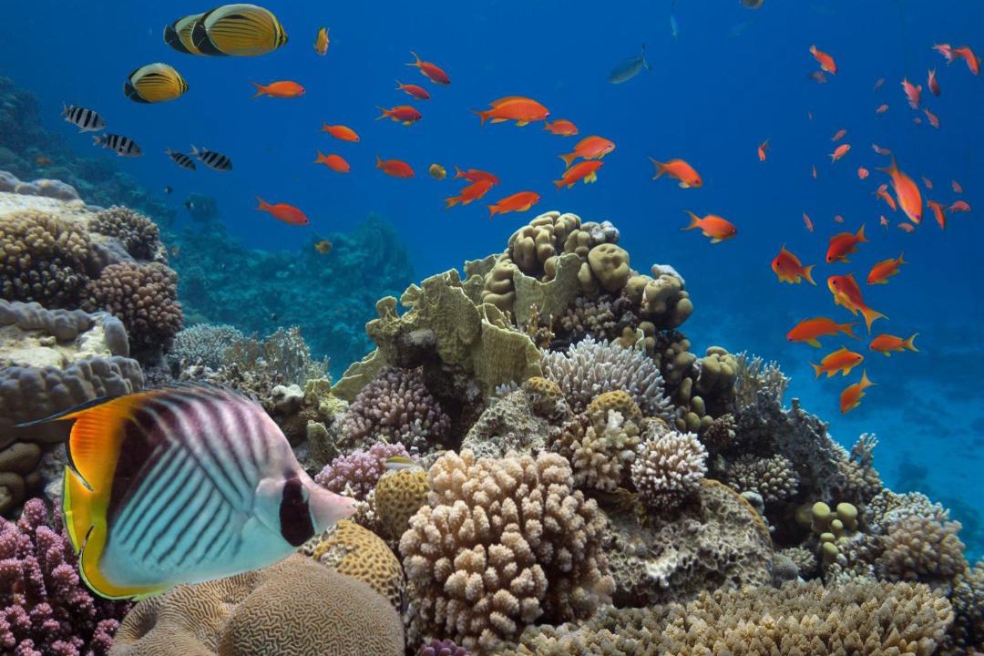 Photo of Others in Eilat