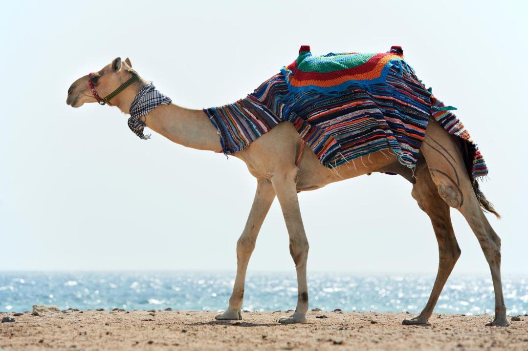 Photo of Human In Picture in Eilat