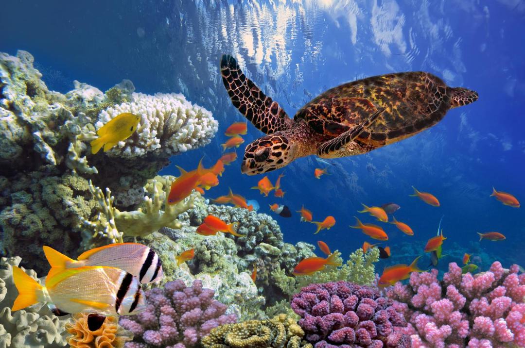 Photo of Others in Eilat