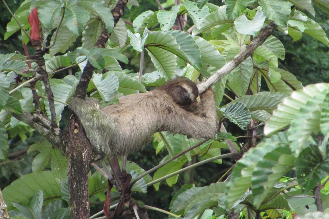 Photo of Others in Drake Bay