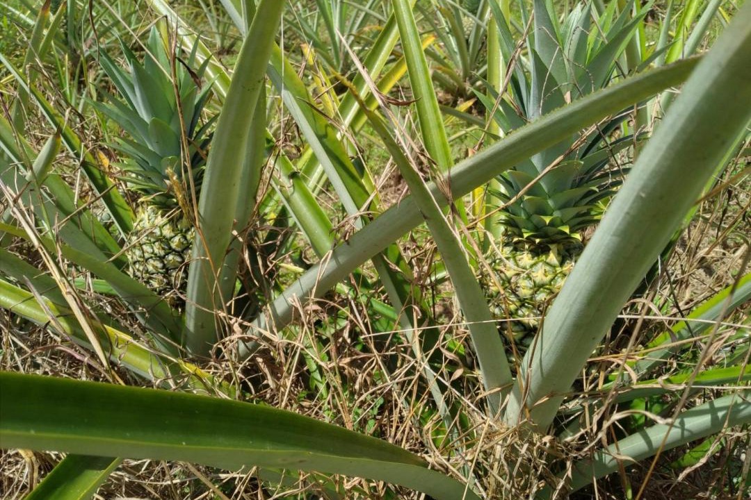 Photo of Outdoor in Drake Bay