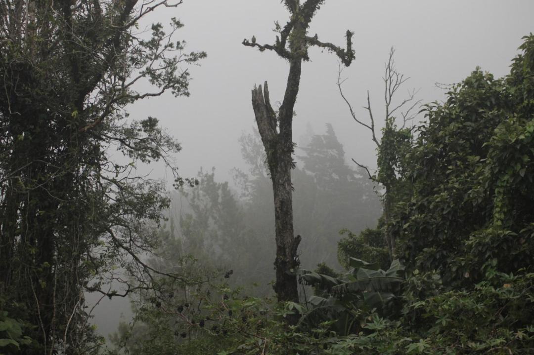 Photo of Others in Sierra