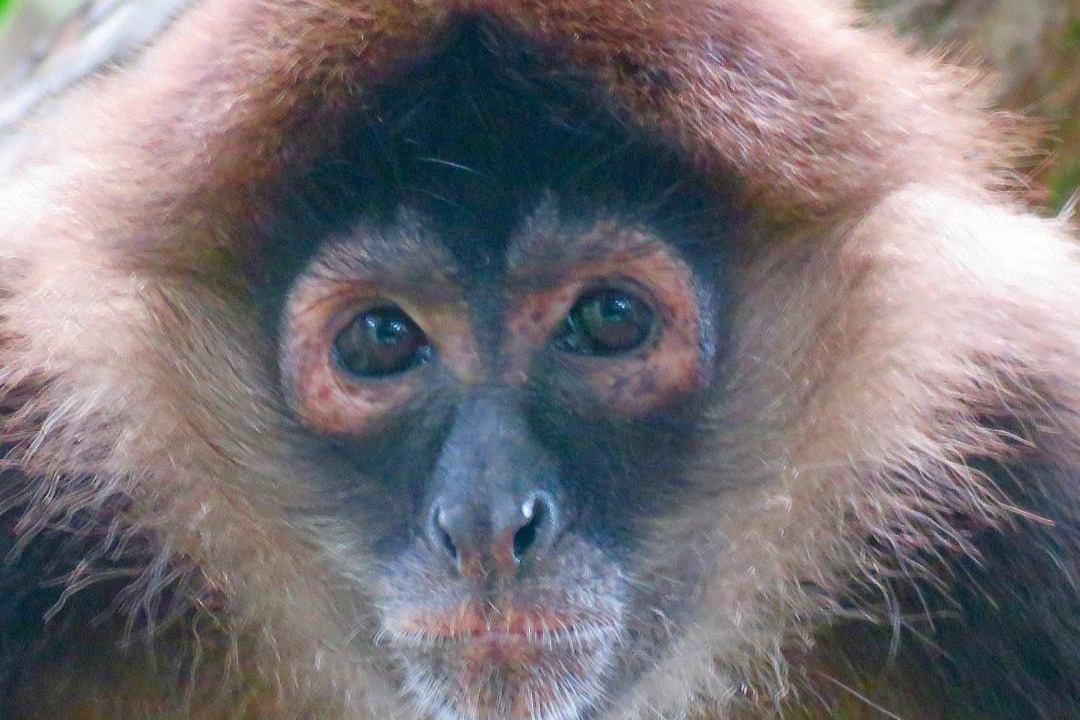 Photo of Others in Puerto Jimenez