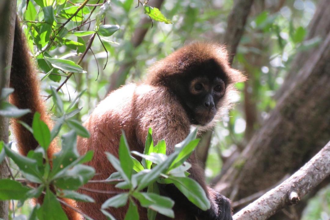 Photo of Others in Puerto Jimenez