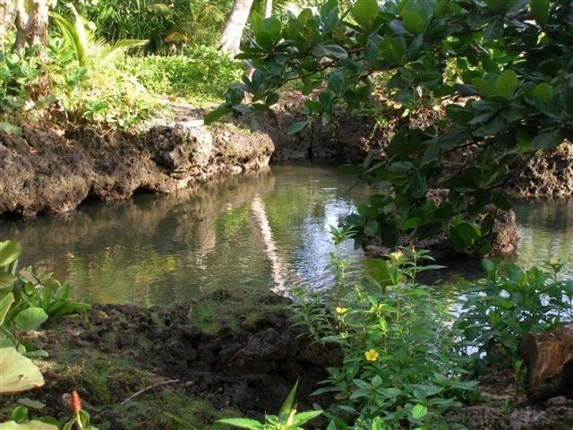 Photo of Others in Cahuita