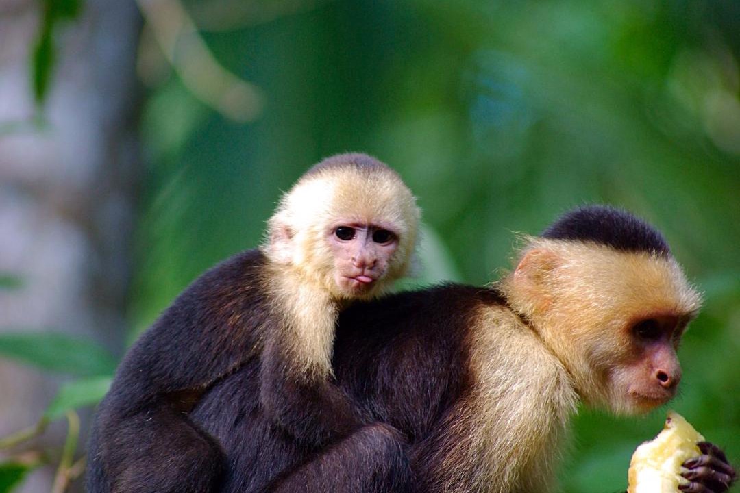 Photo of Others in Puerto Jimenez