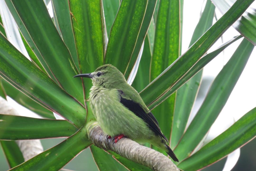Photo of Others in Arenal