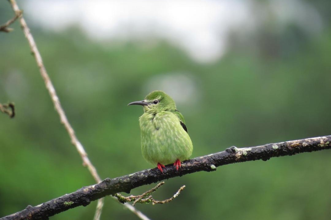 Photo of Others in Arenal