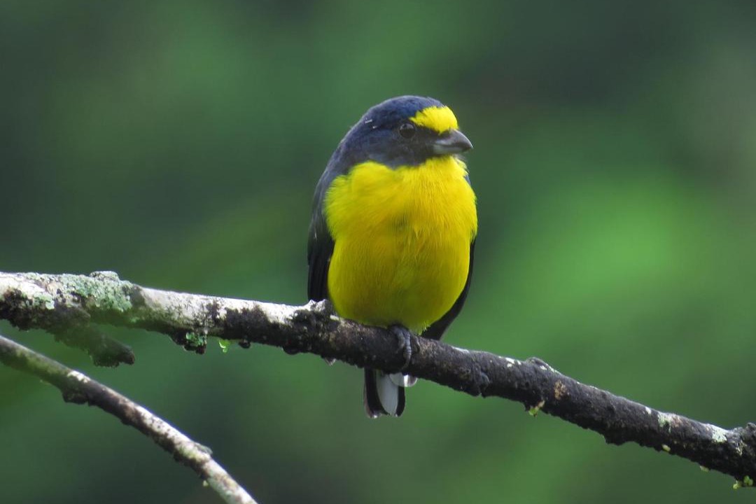 Photo of Others in Arenal