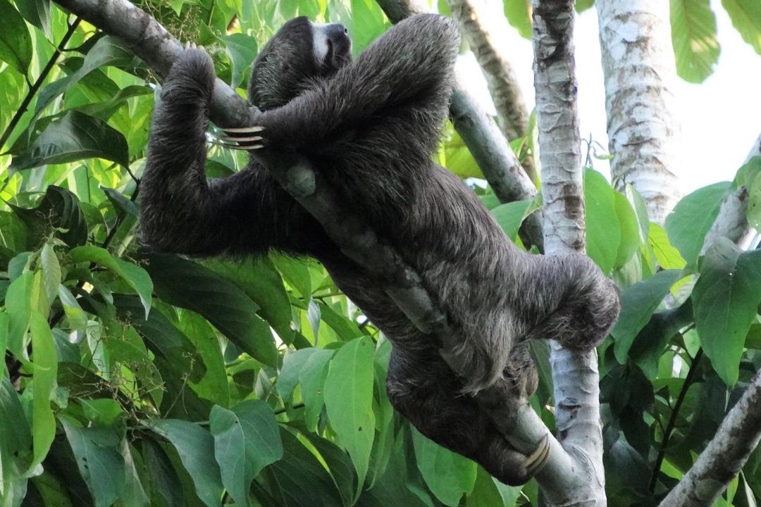 Photo of Others in Cahuita