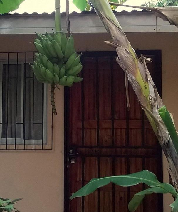 Photo of Others in Paquera
