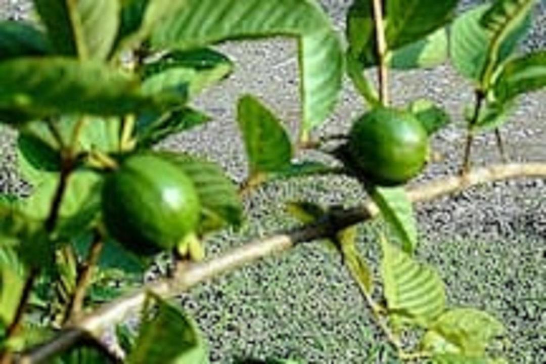 Photo of Others in Paquera