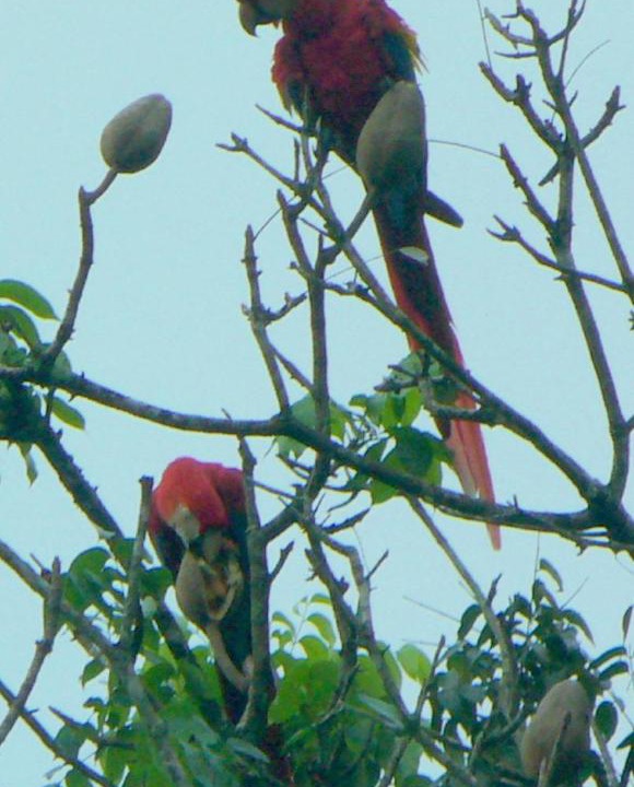 Photo of Others in Paquera