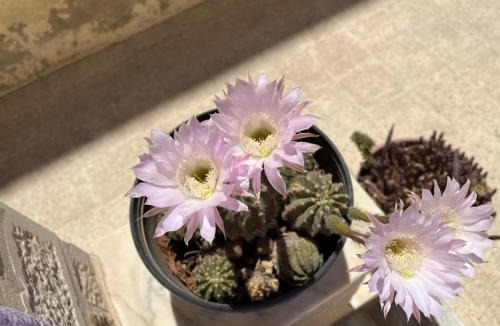 Jabal Al-Hussein Apartment | Amman-home